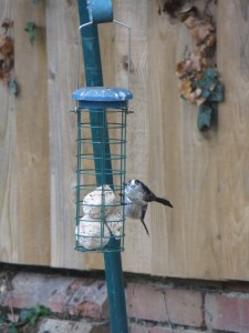 Here's looking at you kid...